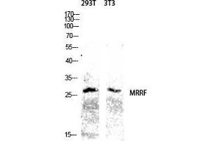 Western Blot (WB) analysis of 293T 3T3 lysis using MRRF antibody.