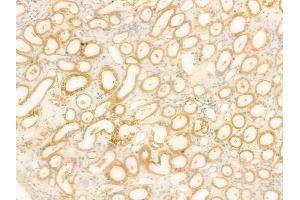 ABIN6266202 and ABIN6277355 at 1/100 staining human normal kidney tissue by IHC-P.