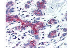 Anti-AIFM3 antibody IHC of human breast. (AIFM3 Antikörper  (Internal Region))