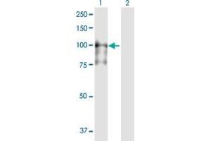 Western Blot analysis of MCM4 expression in transfected 293T cell line by MCM4 MaxPab polyclonal antibody. (MCM4 Antikörper  (AA 1-863))