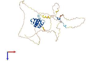 ELK3 Protein (AA 1-407) (His tag)