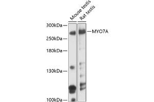Western blot analysis of extracts of various cell lines, using MYO7A antibody (ABIN6129058, ABIN6144293, ABIN6144294 and ABIN6219050) at 1:3000 dilution. (Myosin VIIA Antikörper  (AA 850-1150))