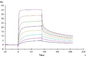 Human FcRn, His Tag captured on CM5 Chip via Anti-His Antibody can bind Human IgG1 Fc, No Tag with an affinity constant of 0. (IgG1 Fc Protein)