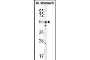 DMRTA1 Antibody (C-term) (ABIN654811 and ABIN2844485) western blot analysis in mouse stomach cell line lysates (35 μg/lane). (DMRTA1 Antikörper  (C-Term))