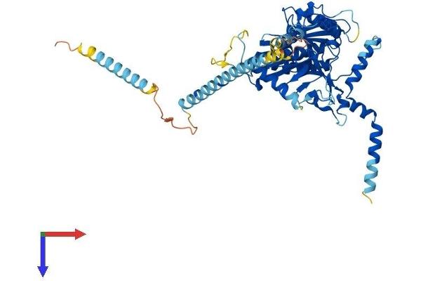CSGALNACT2 Protein (AA 1-542) (His tag)