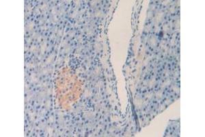 IHC-P analysis of Mouse Tissue, with DAB staining. (LEFTY1 Antikörper  (AA 169-368))