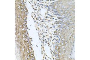 Immunohistochemistry of paraffin-embedded mouse skin using CALU antibody at dilution of 1:100 (x40 lens). (CALU Antikörper)