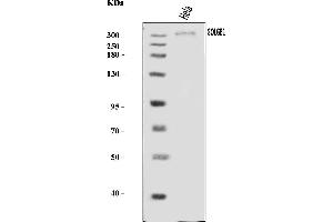 Western blot analysis of Giantin/GOLGB1 using anti-Giantin/GOLGB1 antibody (ABIN7600139). (Golgin B1 (GOLGB1) (AA 153-950) Antikörper)