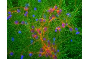 Mixed neuronal cultures stained with ABIN1580421 (green), RPCA-MAP2, a rabbit antibody to microtubule associated protein 2 (MAP2, red) and DNA (blue). (GAP43 Antikörper)