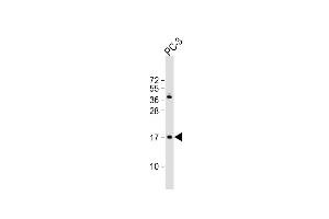 Anti-NDUF3 Antibody (N-term) at 1:1000 dilution + PC-3 whole cell lysate Lysates/proteins at 20 μg per lane.