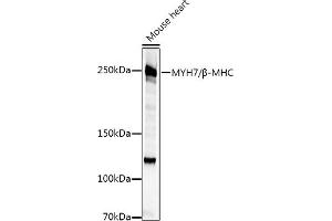 Western blot analysis of extracts of various cell lines, using MYH7/β-MHC Rabbit pAb antibody (ABIN6129609, ABIN6144239, ABIN6144240 and ABIN6223471) at 1:500 dilution. (MYH7 Antikörper  (AA 1766-1935))