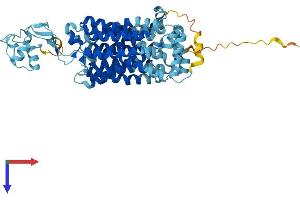 SLC22A1 Protein (AA 1-554) (His tag)