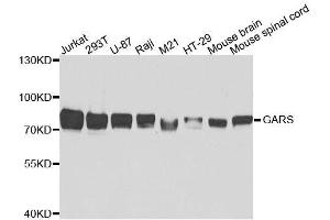 Western blot analysis of extracts of various cell lines, using GARS antibody.