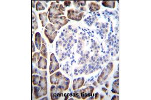 UROC1 Antibody (Center) (ABIN655098 and ABIN2844729) immunohistochemistry analysis in formalin fixed and paraffin embedded human pancreas tissue followed by peroxidase conjugation of the secondary antibody and DAB staining. (UROC1 Antikörper  (AA 402-430))