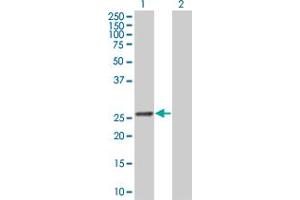 Western Blot analysis of GSTK1 expression in transfected 293T cell line by GSTK1 MaxPab polyclonal antibody.