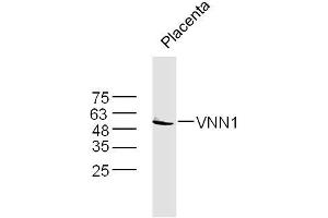 Mouse placenta lysates probed with VNN1 Polyclonal Antibody, Unconjugated  at 1:300 dilution and 4˚C overnight incubation. (VNN1 Antikörper  (AA 151-250))