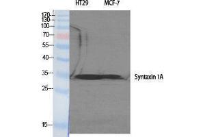 Western Blotting (WB) image for anti-Syntaxin 1A (Brain) (STX1A) (Tyr1328) antibody (ABIN3177570) (STX1A Antikörper  (Tyr1328))