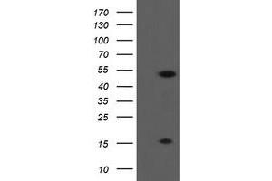 Image no. 1 for anti-ALX Homeobox 4 (ALX4) antibody (ABIN1496620) (ALX4 Antikörper)