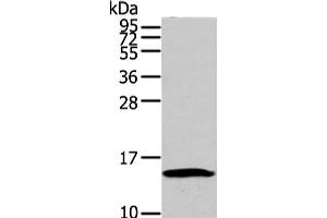 Western Blot analysis of HT-29 cell using HMGA1 Polyclonal Antibody at dilution of 1/250 (HMGA1 Antikörper)