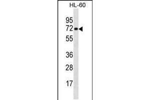 Western blot analysis in HL-60 cell line lysates (35ug/lane). (NEIL3 Antikörper  (AA 292-320))