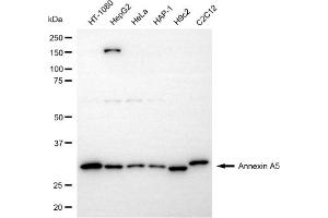 Western blotting analysis using annexin A5 antibody (ABIN7797621). (Annexin V Antikörper)