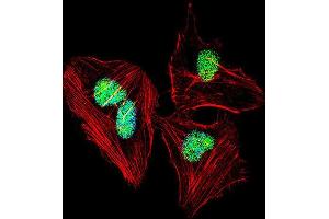Immunofluorescence (IF) image for anti-Nuclear Factor I/A (NFIA) antibody (ABIN2997755) (NFIA Antikörper)