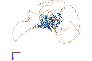 MAK Protein (AA 1-623) (His tag)