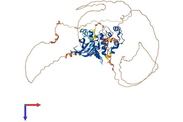 MAK Protein (AA 1-623) (His tag)