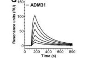 Identification of monoclonal Abs that block albumin binding to hFcRn. (FcRn Antikörper)