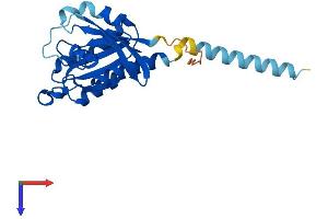 RIT2 Protein (AA 1-217) (His tag)