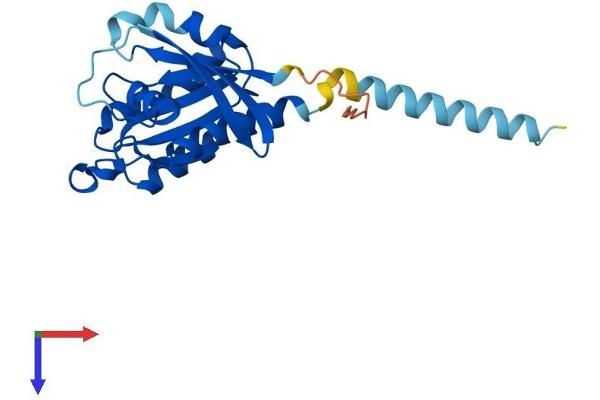 RIT2 Protein (AA 1-217) (His tag)