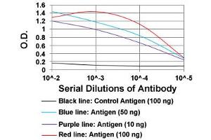 ELISA analysis of MSTN monoclonal antibody, clone 6E4E6  at 1:10000 dilution.