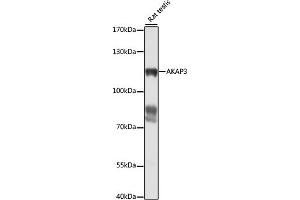 Western blot analysis of extracts of rat testis, using  antibody (ABIN7265352) at 1:1000 dilution. (AKAP3 Antikörper  (AA 1-300))