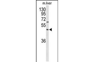 Western blot analysis of GPR160 Antibody in mouse liver tissue lysates (35ug/lane) (GPR160 Antikörper  (C-Term))