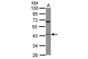 Image no. 1 for anti-HtrA Serine Peptidase 3 (HTRA3) (AA 214-453) antibody (ABIN1498769) (HTRA3 Antikörper  (AA 214-453))