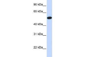 WB Suggested Anti-CEACAM16 Antibody Titration:  0. (CEACAM16 Antikörper  (Middle Region))