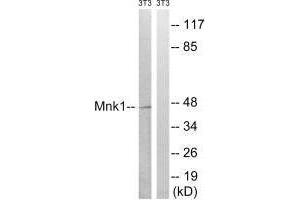 Western blot analysis of extracts from 3T3 cells, treated with PMA (125 ng/mL, 30 mins), using Mnk1 (Ab-385) antibody. (MKNK1 Antikörper  (Thr385))