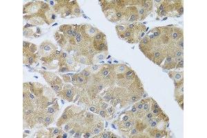 Immunohistochemistry (Paraffin-embedded Sections) (IHC (p)) image for anti-Neuromedin U (NMU) antibody (ABIN7011552)