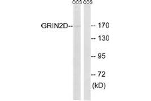 Western blot analysis of extracts from COS7 cells, using GRIN2D Antibody.