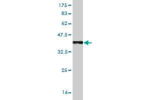 Western Blot detection against Immunogen (36. (TLR7 Antikörper  (AA 27-126))