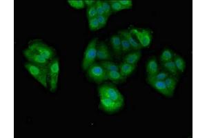 Immunofluorescent analysis of HepG2 cells using ABIN7164355 at dilution of 1:100 and Alexa Fluor 488-congugated AffiniPure Goat Anti-Rabbit IgG(H+L) (DDX4 Antikörper  (AA 1-223))