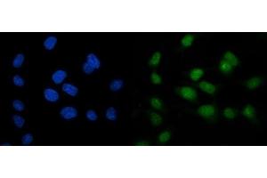 IF analysis of ARL6IP6 using anti-ARL6IP6 antibody (ABIN7603020). (ARL6IP6 Antikörper  (Middle Region))