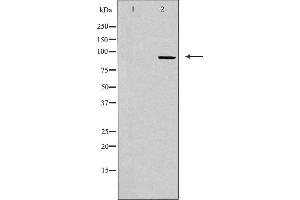 CDK11 antibody  (N-Term)
