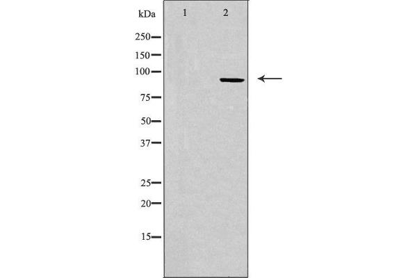 CDK11 Antikörper  (N-Term)