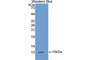 Western blot analysis of recombinant Mouse MCP3. (CCL7 Antikörper  (AA 28-97))