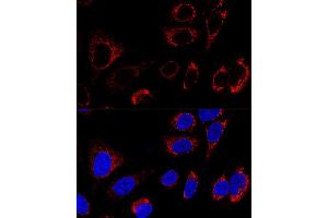 Immunofluorescence (IF) image for anti-Heat Shock 60kDa Protein 1 (Chaperonin) (HSPD1) (AA 27-240) antibody (ABIN3021182)