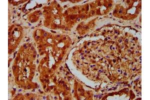IHC image of ABIN7164887 diluted at 1:200 and staining in paraffin-embedded human kidney tissue performed on a Leica BondTM system. (PTOV1 Antikörper  (AA 2-137))