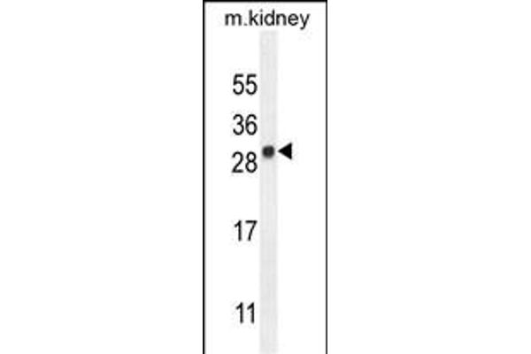 LYPD4 antibody  (AA 104-133)