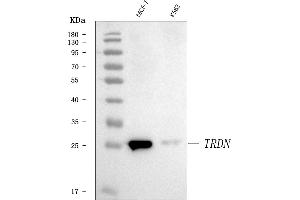 anti-Triadin (TRDN) (AA 67-729) antibody