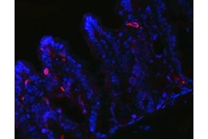 IF analysis of Peptide YY using anti-Peptide YY antibody (ABIN4886709).